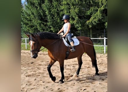 Schlesier, Stute, 7 Jahre, 168 cm, Brauner