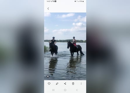 Schlesier, Stute, 8 Jahre, 165 cm, Rappe