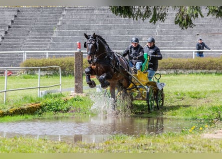 Schlesier, Wallach, 10 Jahre, 170 cm, Brauner