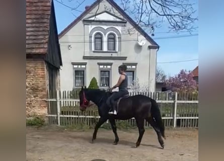Schlesier, Wallach, 3 Jahre, 162 cm, Schwarzbrauner