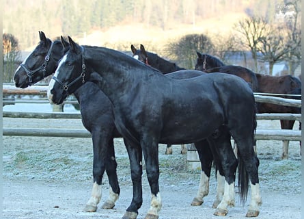 Schlesier, Wallach, 3 Jahre, 168 cm, Rappe