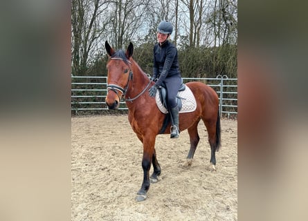 Schlesier, Wallach, 4 Jahre, 152 cm, Brauner