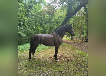 Schlesier, Wallach, 4 Jahre, 166 cm, Rappe