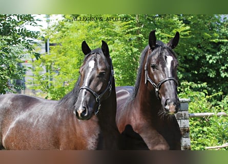 Schlesier, Wallach, 4 Jahre, 166 cm, Schwarzbrauner