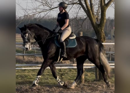 Schlesier, Wallach, 4 Jahre, 168 cm, Rappschimmel