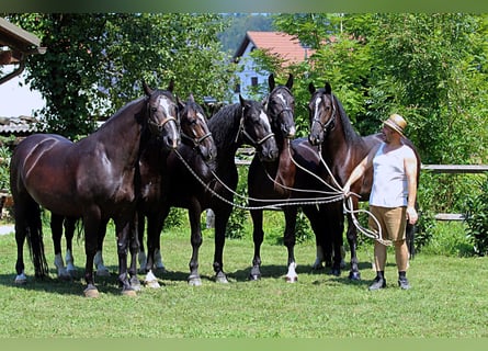 Schlesier, Wallach, 5 Jahre, 166 cm, Rappe