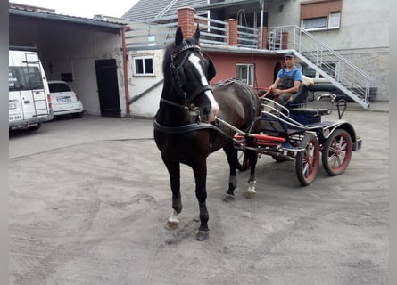 Schlesier, Wallach, 8 Jahre, 172 cm, Rappe