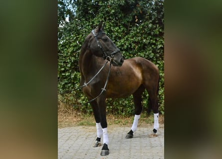 Schleswig, Castrone, 12 Anni, 165 cm, Morello