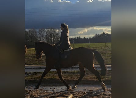 Schleswig Mix, Castrone, 3 Anni, 160 cm, Baio