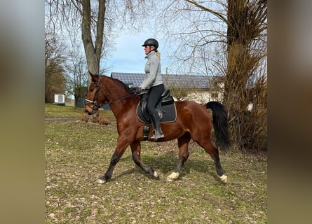 Schleswig, Castrone, 4 Anni, 152 cm, Baio