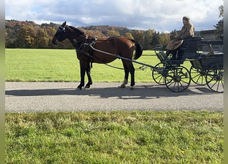 Schleswig, Castrone, 5 Anni, 157 cm, Baio