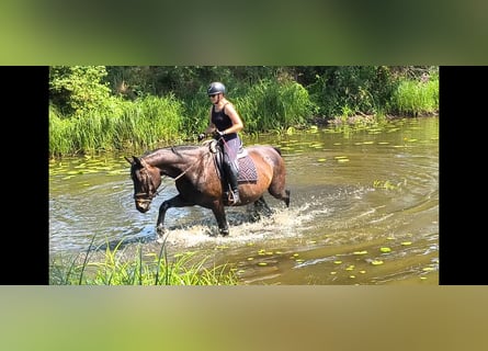 Schleswig, Giumenta, 6 Anni, 167 cm, Baio scuro