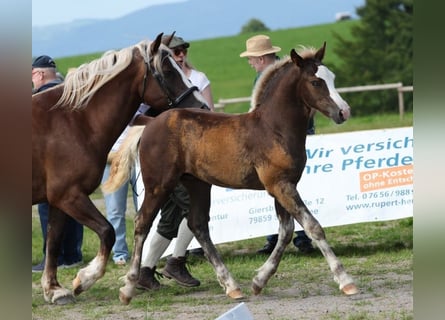 Schwarzwälder Fuchs, Hengst, Veulen (05/2025), 155 cm, Donkere-vos