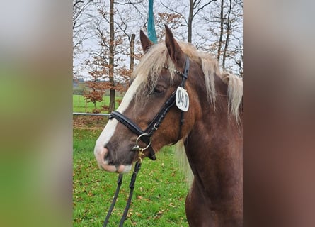 Schwarzwälder Fuchs, Merrie, 3 Jaar, 153 cm, Donkere-vos