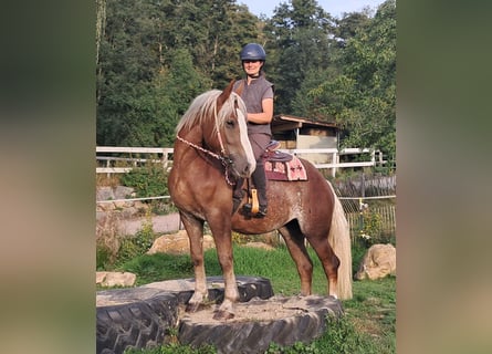Schwarzwälder Fuchs Mix, Merrie, 3 Jaar, 157 cm, Vos