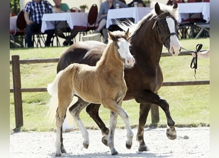 Schwarzwälder Fuchs, Merrie, Veulen (05/2025), 152 cm, Donkere-vos