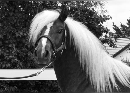 Schwarzwälder Fuchs, Ruin, 4 Jaar, 149 cm, Donkere-vos