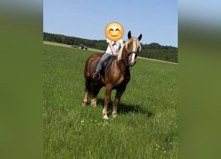 Schwarzwälder Fuchs Mix, Ruin, 6 Jaar, 160 cm, Vos