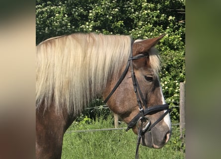 Schwarzwälder Fuchs Mix, Stute, 11 Jahre, 157 cm, Dunkelfuchs
