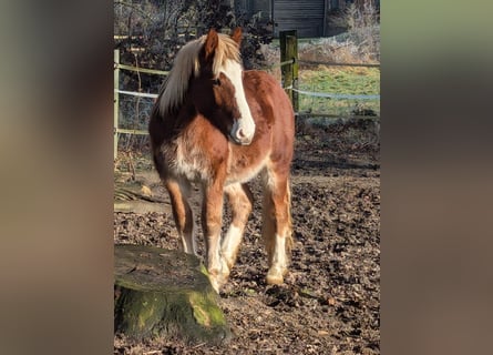 Schwarzwälder Fuchs Mix, Wallach, 2 Jahre, 150 cm, Dunkelfuchs