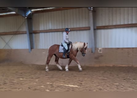 Schwarzwälder Fuchs Mix, Wallach, 4 Jahre, 156 cm, Fuchs