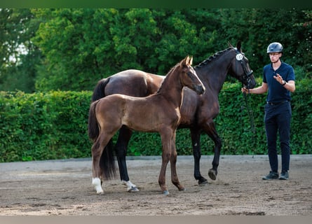 Schwedisches Warmblut, Hengst, Fohlen (06/2024), 168 cm, Dunkelbrauner