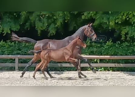 Schwedisches Warmblut, Hengst, Fohlen (02/2023), 170 cm, Brauner