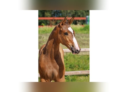 Schwedisches Warmblut, Hengst, Fohlen (05/2025), Brauner