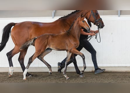 Schwedisches Warmblut, Hengst, Fohlen (04/2026), Brauner