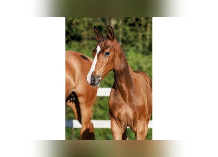 Schwedisches Warmblut, Hengst, Fohlen (05/2025), Brauner
