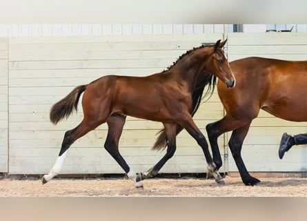 Schwedisches Warmblut, Hengst, Fohlen (04/2026), Brauner