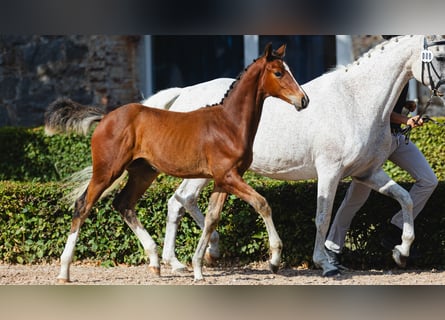 Schwedisches Warmblut, Hengst, Fohlen (05/2026), Brauner
