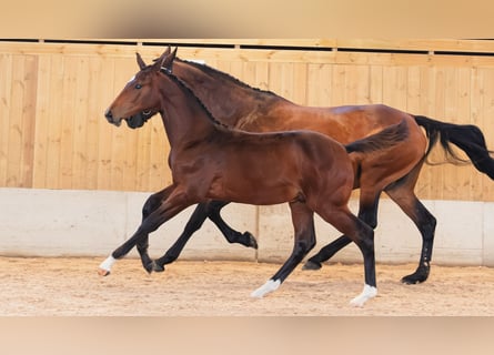 Schwedisches Warmblut, Hengst, Fohlen (04/2026), Dunkelbrauner