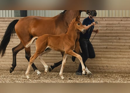 Schwedisches Warmblut, Hengst, Fohlen (06/2026), Fuchs