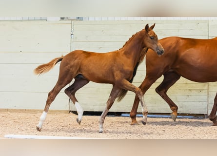 Schwedisches Warmblut, Hengst, Fohlen (04/2026), Fuchs