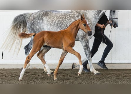 Schwedisches Warmblut, Hengst, Fohlen (06/2026), Fuchs