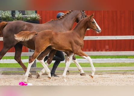 Schwedisches Warmblut, Hengst, Fohlen (05/2026), Fuchs
