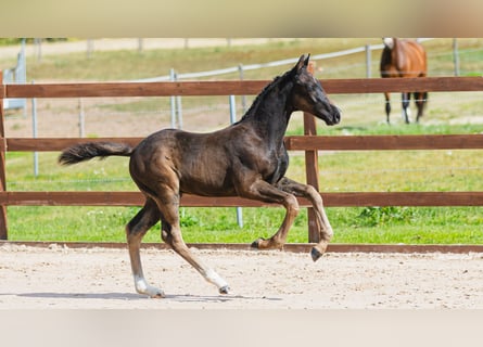 Schwedisches Warmblut, Hengst, Fohlen (06/2026), Rappe