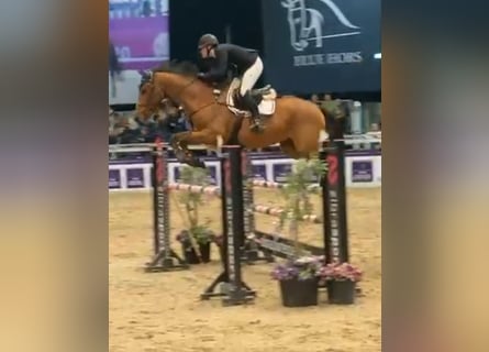 Schwedisches Warmblut, Stute, 10 Jahre, 170 cm, Brauner