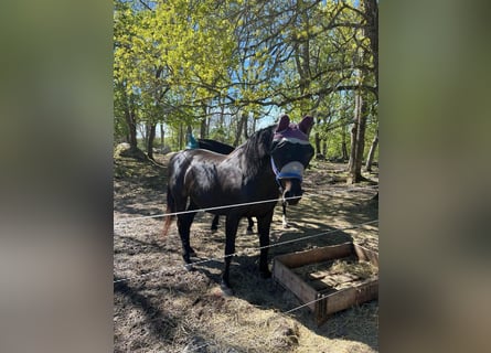 Schwedisches Warmblut, Stute, 14 Jahre, 165 cm, Dunkelbrauner