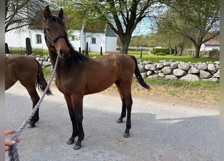 Schwedisches Warmblut, Stute, 1 Jahr, 165 cm, Brauner
