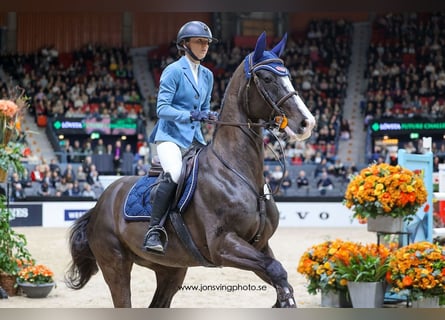 Schwedisches Warmblut, Stute, 7 Jahre, 163 cm, Dunkelbrauner