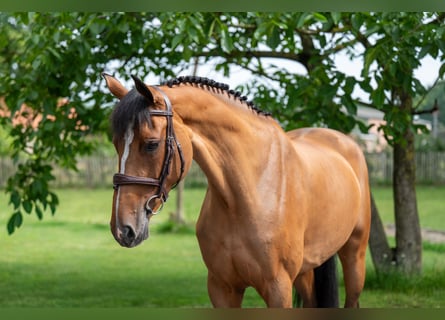 Schwedisches Warmblut, Stute, 8 Jahre, 166 cm, Brauner