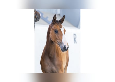 Schwedisches Warmblut, Stute, Fohlen (05/2025), Brauner