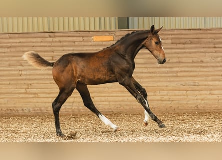 Schwedisches Warmblut, Stute, Fohlen (05/2026), Brauner