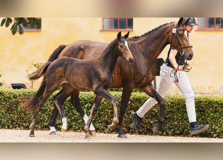 Schwedisches Warmblut, Stute, Fohlen (05/2026), Dunkelbrauner