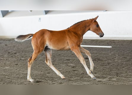 Schwedisches Warmblut, Stute, Fohlen (06/2026), Fuchs