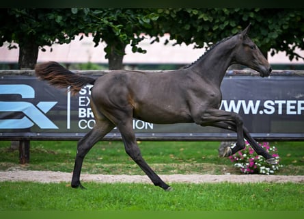 Schwedisches Warmblut, Stute, Fohlen (01/2025), Rappe