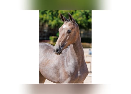 Schwedisches Warmblut, Stute, Fohlen (04/2025), Schimmel