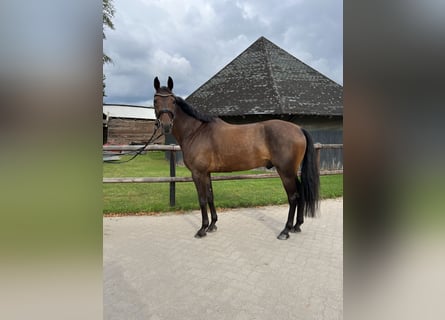 Schwedisches Warmblut, Wallach, 10 Jahre, 162 cm